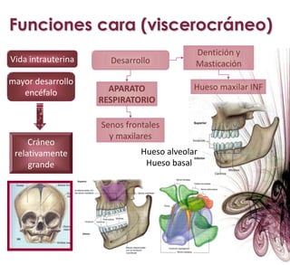 Piso órbitas.Cara posteroinferiorLímites:Línea que une cóndilosB. inf. maxilar inf.Sínfisis mentonianaApófisis geni