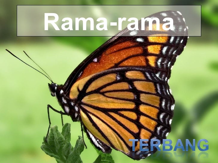 Cara Haiwan Bergerak 13005641