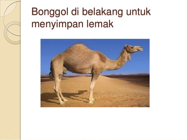 Cara Haiwan Menyesuaikan Diri Dengan Cuaca Melampau