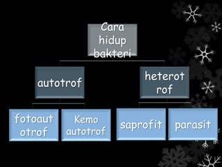 Cara hidup bakteri | PPTX