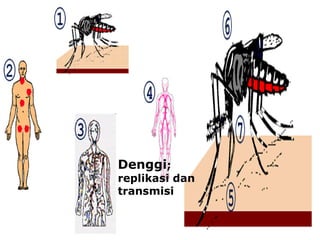 Denggi;
replikasi dan
transmisi
 