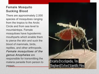 Female Mosquito
Sucking Blood
There are approximately 2,000
species of mosquitoes ranging
from the tropics to the Arctic
Circle and from sea level to
mountaintops. Female
mosquitoes have hypodermic
mouthparts which enable them
to pierce the skin and suck the
blood of mammals, birds,
reptiles, and other arthropods.
Female mosquitoes of the
genus Anopheles are
responsible for transmitting the
malaria parasite from person to
person.
 