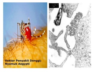 Vektor Penyakit Denggi;
Nyamuk Aegypti
 