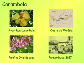 Carambola



  Averrhoa carambola    Oeste da Malásia




  Família Oxalidaceae   Pernambuco, 1817
 