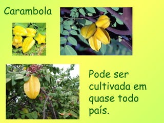 Carambola




            Pode ser
            cultivada em
            quase todo
            país.
 