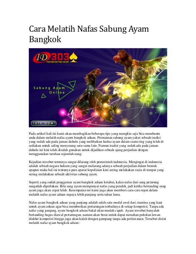 Cara Melatih Nafas Sabung Ayam Bangkok
