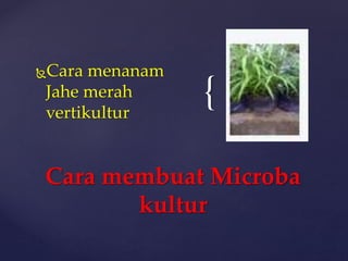 { 
Cara menanam 
Jahe merah 
vertikultur 
Cara membuat Microba 
kultur 
 