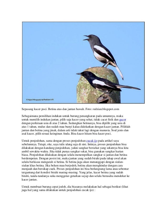 Cara Memilih Bahan Burung Kacer Yang Baik