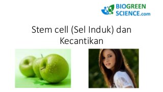 Stem cell (Sel Induk) dan
Kecantikan
 