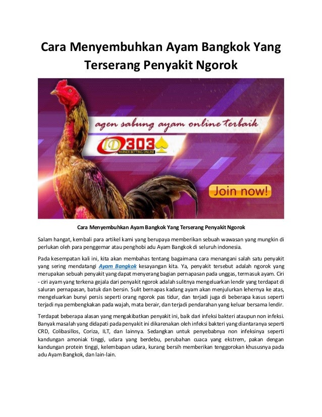 Cara Menyembuhkan Ayam Bangkok Yang Terserang Penyakit Ngorok