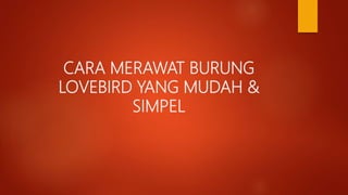 CARA MERAWAT BURUNG
LOVEBIRD YANG MUDAH &
SIMPEL
 