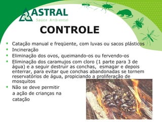 CONTROLE
 Catação manual e freqüente, com luvas ou sacos plásticos
 Incineração
 Eliminação dos ovos, queimando-os ou fervendo-os
 Eliminação dos caramujos com cloro (1 parte para 3 de
água) e a seguir destruir as conchas, esmagar e depois
enterrar, para evitar que conchas abandonadas se tornem
reservatórios de água, propiciando a proliferação de
mosquitos
 Não se deve permitir
a ação de crianças na
catação
 
