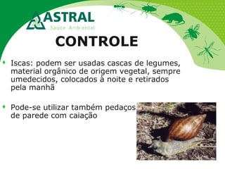 CONTROLE
 Iscas: podem ser usadas cascas de legumes,
material orgânico de origem vegetal, sempre
umedecidos, colocados à noite e retirados
pela manhã
 Pode-se utilizar também pedaços de reboco
de parede com caiação
 