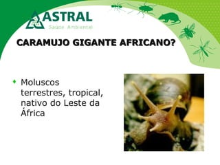 CARAMUJO GIGANTE AFRICANO?CARAMUJO GIGANTE AFRICANO?
 Moluscos
terrestres, tropical,
nativo do Leste da
África
 
