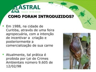 COMO FORAM INTRODUZIDOS?COMO FORAM INTRODUZIDOS?
 Em 1988, na cidade de
Curitiba, através de uma feira
agropecuária, com a intenção
de incentivar a criação e
posteriormente a
comercialização de sua carne
 Atualmente, tal prática é
proibida por Lei de Crimes
Ambientais número 9.605 de
12/02/98
 
