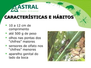 CARACTERÍSTICAS E HÁBITOSCARACTERÍSTICAS E HÁBITOS
 10 a 12 cm de
comprimento
 até 500 g de peso
 olhos nas pontas dos
“chifres” maiores
 sensores de olfato nos
“chifres” menores
 aparelho genital do
lado da boca
 