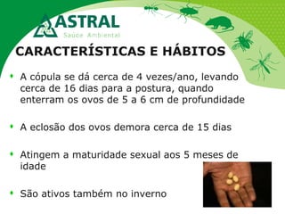 CARACTERÍSTICAS E HÁBITOS
 A cópula se dá cerca de 4 vezes/ano, levando
cerca de 16 dias para a postura, quando
enterram os ovos de 5 a 6 cm de profundidade
 A eclosão dos ovos demora cerca de 15 dias
 Atingem a maturidade sexual aos 5 meses de
idade
 São ativos também no inverno
 