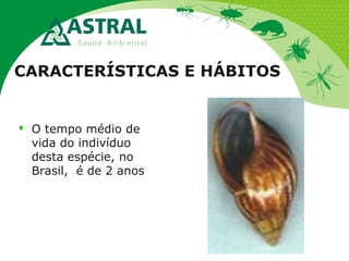 CARACTERÍSTICAS E HÁBITOS
 O tempo médio de
vida do indivíduo
desta espécie, no
Brasil, é de 2 anos
 