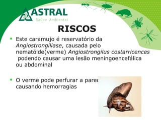 RISCOS
 Este caramujo é reservatório da
Angiostrongiliase, causada pelo
nematóide(verme) Angiostrongilus costarricences
podendo causar uma lesão meningoencefálica
ou abdominal
 O verme pode perfurar a parede intestinal,
causando hemorragias
 