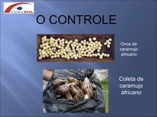 O CONTROLE
             Ovos de
             caramujo
              africano




             Coleta de
             caramujo
              africano
 