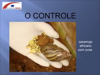 O CONTROLE


             caramujo
              africano
             com ovos
 