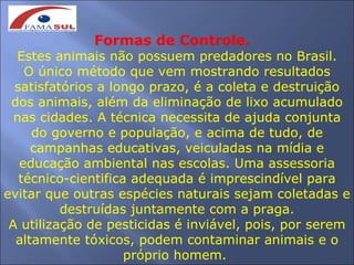 Formas de Controle.
  Estes animais não possuem predadores no Brasil.
    O único método que vem mostrando resultados
  satisfatórios a longo prazo, é a coleta e destruição
 dos animais, além da eliminação de lixo acumulado
  nas cidades. A técnica necessita de ajuda conjunta
     do governo e população, e acima de tudo, de
     campanhas educativas, veiculadas na mídia e
   educação ambiental nas escolas. Uma assessoria
   técnico-cientifica adequada é imprescindível para
evitar que outras espécies naturais sejam coletadas e
          destruídas juntamente com a praga.
 A utilização de pesticidas é inviável, pois, por serem
  altamente tóxicos, podem contaminar animais e o
                     próprio homem.
 