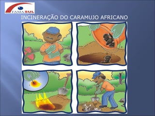 INCINERAÇÃO DO CARAMUJO AFRICANO
 
