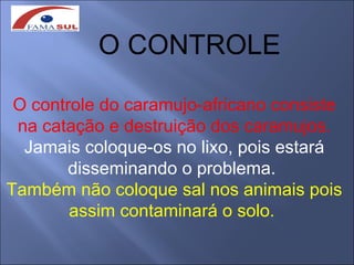 O CONTROLE

 O controle do caramujo-africano consiste
 na catação e destruição dos caramujos.
  Jamais coloque-os no lixo, pois estará
       disseminando o problema.
Também não coloque sal nos animais pois
        assim contaminará o solo.
 