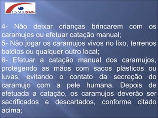 4- Não deixar crianças brincarem com os
caramujos ou efetuar catação manual;
5- Não jogar os caramujos vivos no lixo, terrenos
baldios ou qualquer outro local;
6- Efetuar a catação manual dos caramujos,
protegendo as mãos com sacos plásticos ou
luvas, evitando o contato da secreção do
caramujo com a pele humana. Depois de
efetuada a catação, os caramujos deverão ser
sacrificados e descartados, conforme citado
acima;
 