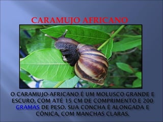 CARAMUJO AFRICANO
 