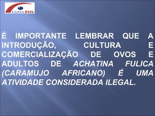É IMPORTANTE LEMBRAR QUE A
INTRODUÇÃO,       CULTURA      E
COMERCIALIZAÇÃO    DE   OVOS   E
ADULTOS DE ACHATINA FULICA
(CARAMUJO    AFRICANO)   É   UMA
ATIVIDADE CONSIDERADA ILEGAL.
 