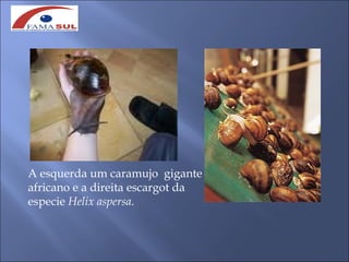 A esquerda um caramujo gigante
africano e a direita escargot da
especie Helix aspersa.
 