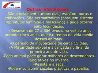 Outras informações
  -São parcialmente arborícolas, escalam muros e
 edificações. São hermafroditas (possuem sistema
  reprodutor feminino e masculino) e pode ocorrer
                  auto fecundação.
    - Desovam de 27 a 356 ovos uma vez ao ano,
 durante cinco anos, que é o tempo de vida médio
                   desses animais.
     -O período de incubação e de cerca 15 dias.
    -A Maturidade sexual é alcançada no final do
                primeiro ano de vida.
-Cada animal pode gerar milhares de descendentes.
               -São ativos no inverno.
                  -Resistem à seca.
   -Podem consumir sacolas plásticas e papelão.
 