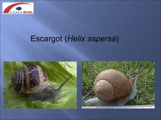 Escargot (Helix aspersa)
 