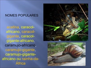 NOMES POPULARES


   acatina, caracol-
   africano, caracol-
   gigante, caracol-
   gigante-africano,
  caramujo-africano,
  caramujo-gigante,
  caramujo-gigante-
africano ou rainha-da-
         África
 