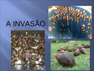 A INVASÃO
 