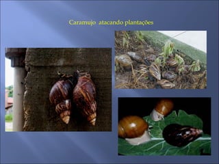 Caramujo atacando plantações
 