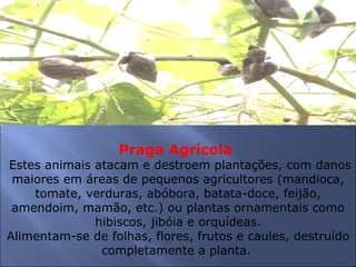 Praga Agrícola
Estes animais atacam e destroem plantações, com danos
 maiores em áreas de pequenos agricultores (mandioca,
    tomate, verduras, abóbora, batata-doce, feijão,
 amendoim, mamão, etc.) ou plantas ornamentais como
              hibiscos, jibóia e orquídeas.
Alimentam-se de folhas, flores, frutos e caules, destruído
               completamente a planta.
 