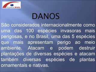 DANOS
São considerados internacionalmente como
uma das 100 espécies invasoras mais
perigosas, e no Brasil, uma das 5 espécies
que mais apresentam perigo ao meio
ambiente. Atacam e podem destruir
plantações de diversas espécies e atacam
também diversas espécies de plantas
ornamentais e nativas.
 