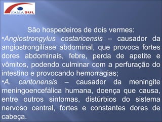 São hospedeiros de dois vermes:
•Angiostrongylus costaricensis – causador da
angiostrongilíase abdominal, que provoca fortes
dores abdominais, febre, perda de apetite e
vômitos, podendo culminar com a perfuração do
intestino e provocando hemorragias;
•A. cantonensis – causador da meningite
meningoencefálica humana, doença que causa,
entre outros sintomas, distúrbios do sistema
nervoso central, fortes e constantes dores de
cabeça.
 