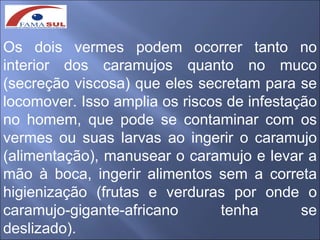 Os dois vermes podem ocorrer tanto no
interior dos caramujos quanto no muco
(secreção viscosa) que eles secretam para se
locomover. Isso amplia os riscos de infestação
no homem, que pode se contaminar com os
vermes ou suas larvas ao ingerir o caramujo
(alimentação), manusear o caramujo e levar a
mão à boca, ingerir alimentos sem a correta
higienização (frutas e verduras por onde o
caramujo-gigante-africano       tenha       se
deslizado).
 