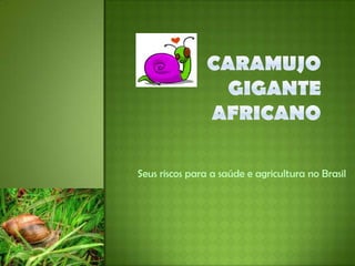 Caramujo gigante africano Seus riscos para a saúde e agricultura no Brasil 