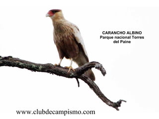 CARANCHO ALBINO Parque nacional Torres del Paine www.clubdecampismo.com 