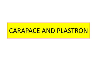 CARAPACE AND PLASTRON
 