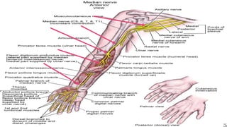 Median Nerve Injury and Carpal Tunnel Syndrome 
