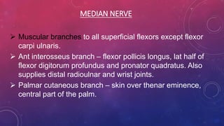 MEDIAN NERVE
 Muscular branches to all superficial flexors except flexor
carpi ulnaris.
 Ant interosseus branch – flexor pollicis longus, lat half of
flexor digitorum profundus and pronator quadratus. Also
supplies distal radioulnar and wrist joints.
 Palmar cutaneous branch – skin over thenar eminence,
central part of the palm.
 