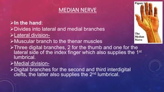 In the hand:
Divides into lateral and medial branches
Lateral division-
Muscular branch to the thenar muscles
Three digital branches, 2 for the thumb and one for the
lateral side of the index finger which also supplies the 1st
lumbrical.
Medial division-
Digital branches for the second and third interdigital
clefts, the latter also supplies the 2nd lumbrical.
MEDIAN NERVE
 