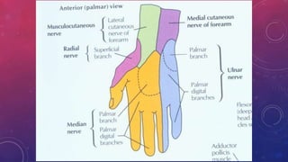Median Nerve Injury and Carpal Tunnel Syndrome 