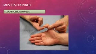 MUSCLES EXAMINED:
FLEXOR POLLICIS LONGUS:
 