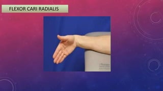 FLEXOR CARI RADIALIS
 
